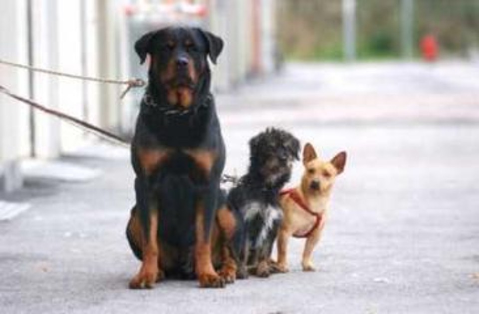 Un pueblo italiano impone multas a perros que ladren durante siesta y noche