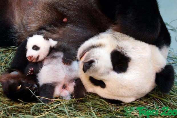 Osa panda finge estar embarazada para lograr privilegios