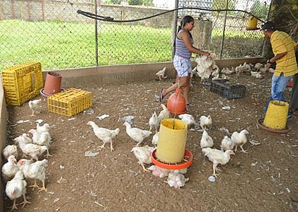 En Nueva Esparta la falta alimento para animales es preocupante