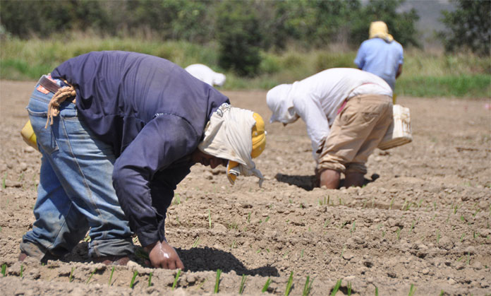 Sin semillas sector agropecuario nacional