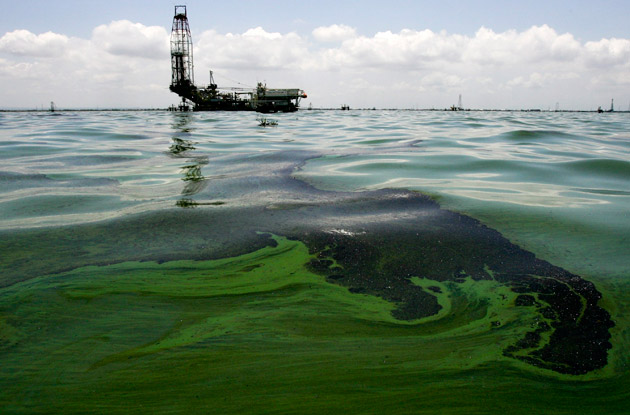 Lemna o "lenteja" de agua en el Lago de Maracaibo / archivo