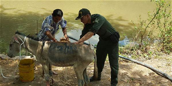 Pintan burros con publicidad política en La Guajira