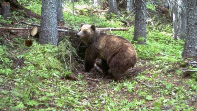 osa-Yellowstone