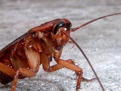 No es un chiste… Encontraron una cucaracha viva dentro del cráneo de una mujer