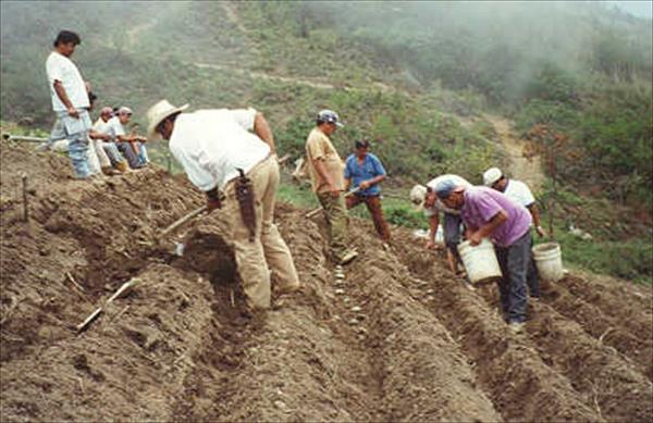 Productores de papa