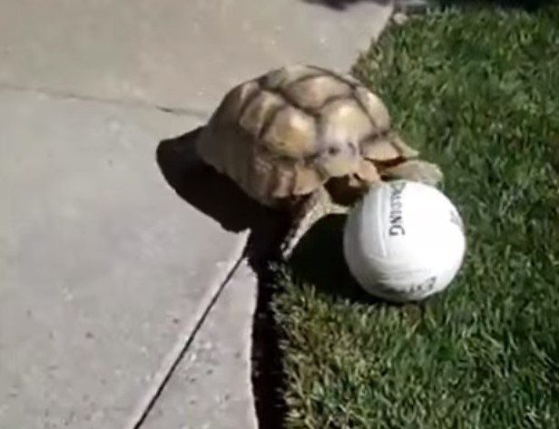 No te pierdas estas mascotas haciendo desastres por la casa… ¿Quién dijo que las tortugas no son divertidas?