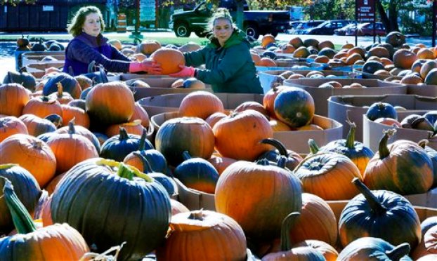 Lindsay Cota-Robles (izquierda) y Tiffany Benton trabajan en los preparativos para que unas 4.000 calabazas sean cortadas para formar lámparas durante un festival, el viernes 23 de octubre de 2015 en Laconia, New Hampshire. (Foto AP/Jim Cole)