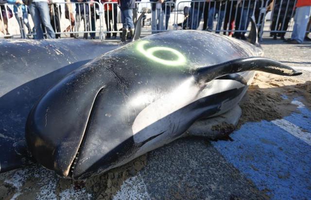 Vista general de uno de los calderones o ballenas piloto que han varado en la playa de Calais, Francia, hoy 2 de noviembre de 2015. Medios locales han informado que, pese a los esfuerzos de vecinos y activistas de protección animal, tan solo tres ejemplares han podido ser devueltos al mar. EFE/Laurent Dubrule