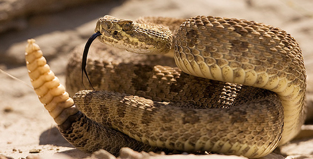 ¿WTF? Un niño de un año mata a mordiscos a una serpiente