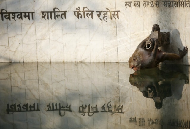 Un mono se refleja en un estanque, mientras que el agua potable en Swayambhunath Stupa, también conocido como Monkey Temple, en Katmandú, Nepal 18 de noviembre de 2015. Las letras en el fondo dice: "Que la paz prevalezca en la tierra". REUTERS / Navesh Chitrakar