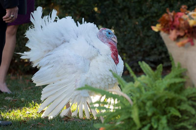 Obama condecora a Pavo Nacional del año en doble indulto de Acción de Gracias