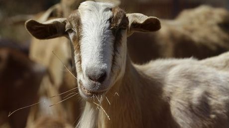 Aeropuertos que cuentan con personal… animal