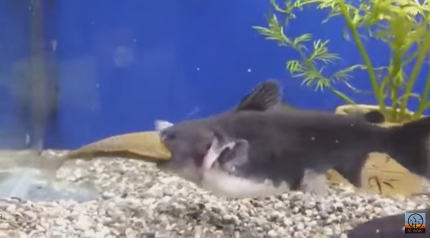 ¡Impresionante! Pez que devora a su compañero dentro de un acuario