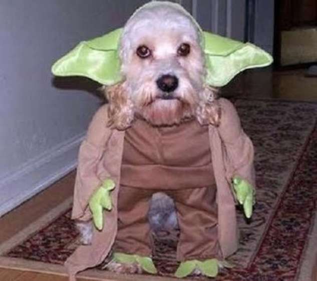 animalswearingstarwarsp-1