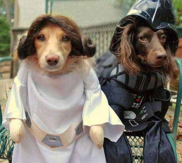 animalswearingstarwarspd