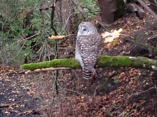 Lechuza furiosa ataca de nuevo en Oregon