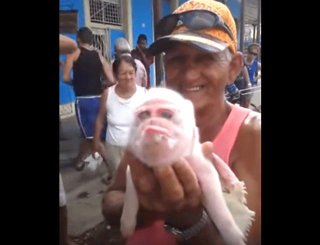 ¡Lamentable! La breve historia del cochino con cara de mono (Video)