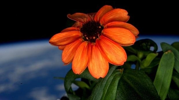 La zinnia, cultivada con éxito en la estación espacial - @ StationCDRKelly