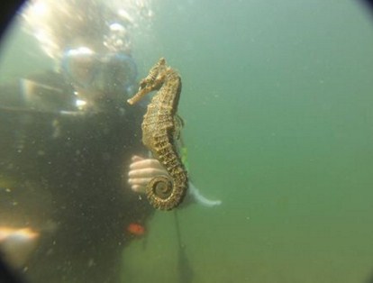 Captan el instante en que un caballito de mar da a luz (Video)