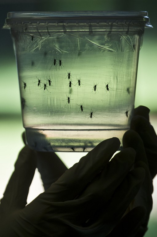 (FILE) A researcher looks at Aedes aegypti mosquitoes kept in a container at a lab of the Institute of Biomedical Sciences of the Sao Paulo University, in Sao Paulo, Brazil, on January 8, 2016. Three cases of Zika virus were recorded in the US state of Florida on January 20, 2016 in people who had recently travelled in Latin America, health authorities said. Two cases were found in people who visited Colombia in December and a third involving a person who travelled to Venezuela last month, Florida Health Department spokeswoman Mara Gambineri said. The virus has quickly spread across South America and the Caribbean in recent weeks. The Zika virus, which is transmitted by the Aedes genus of mosquitoes, cannot spread between humans.   AFP PHOTO / NELSON ALMEIDA / AFP / NELSON ALMEIDA