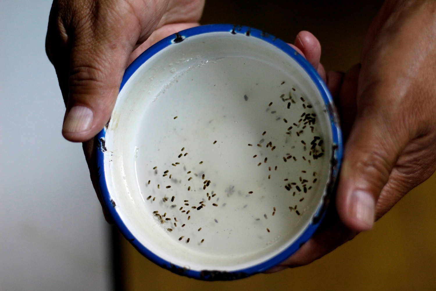 Detectan caso de zika en un hospital de Dinamarca