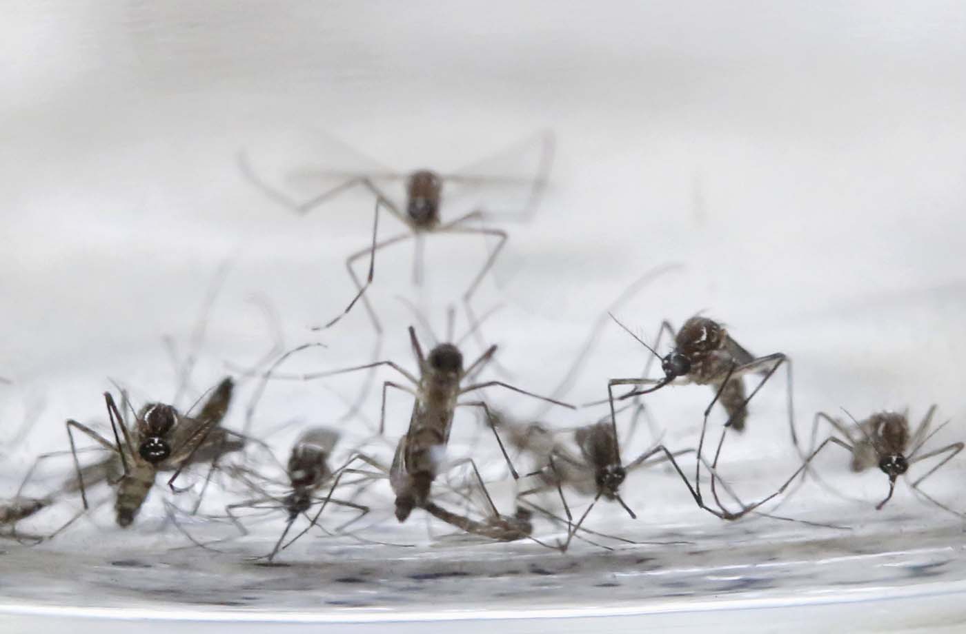 China confirma el primer caso de zika en un hombre que regresó de Venezuela