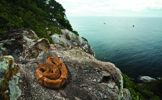 Ilha de Queimada Grande en Brasil es también conocida como Isla de las Serpientes por los montones de serpientes que la habitan. Y no son sólo simples serpientes. La isla está infestada por unas 2.000 a 4.000 de las víboras más mortíferas del mundo. Su veneno puede matar a una persona en una hora, causando insuficiencia renal, necrosis del tejido muscular, hemorragia cerebral y hemorragia intestinal.