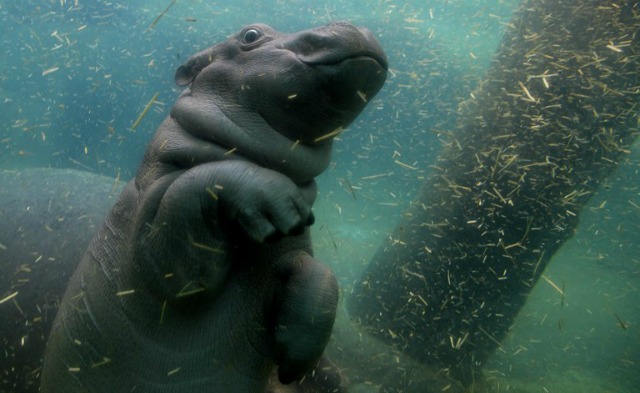 Un hipopótamo bebé de un mes de edad, nada con su madre Maruska en su recinto en el zoológico de Praga el 24 de febrero de 2016. Michal Cizek / AFP