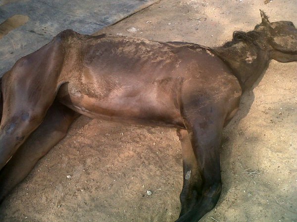 ¡Tristeza! Dejan morir de hambre a los caballos de Santa Rita