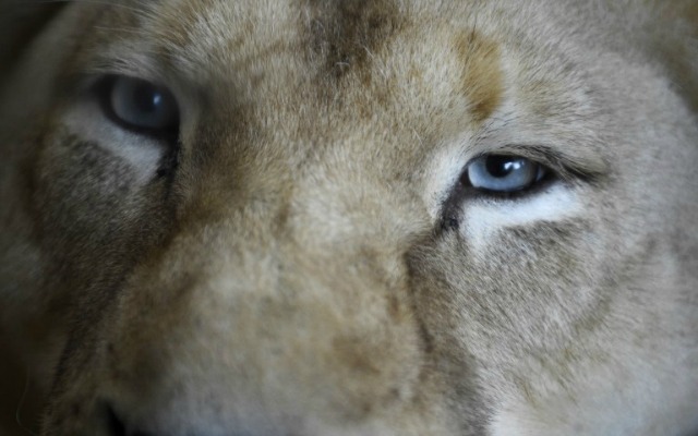 Una leona blanca es fotografiado en el parque zoológico de la ciudad francesa de Amneville el 5 de abril el año 2016 Jean-Christophe VERHAEGEN / AFP