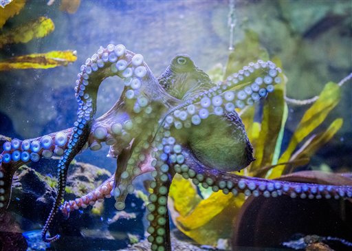 Inky el pulpo escapó del acuario para volver al océano Pacífico