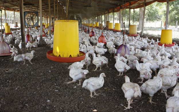 Pollo y leche peligran ante apagones en Zulia