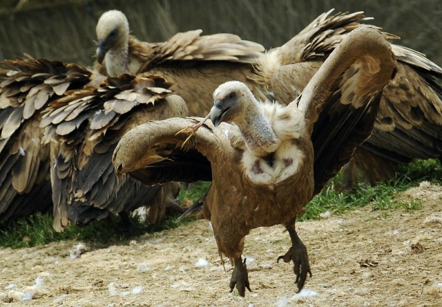 Pareja de buitres gay incuba en un zoológico alemán un huevo rechazado por su madre