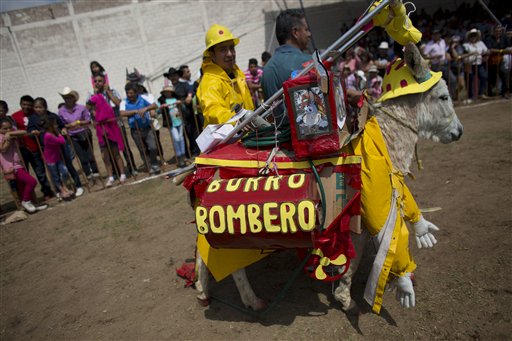 En esta imagen del 1 de mayo de 2016, un equipo desfila a un burro vestido de bombero, durante la competencia de disfraces en la feria anual del burro en Otumba, Estado de México, México. El burro bombero terminó la competencia en segundo lugar y ganó un premio de 7.000 pesos (400 dólares). la feria anual del burro en este poblado al norte de la Ciudad de México, atrae a unas 40.000 personas que van a ver a los animales participar en competencias de disfraces y carreras con jinetes. (Foto AP/Rebecca Blackwell)