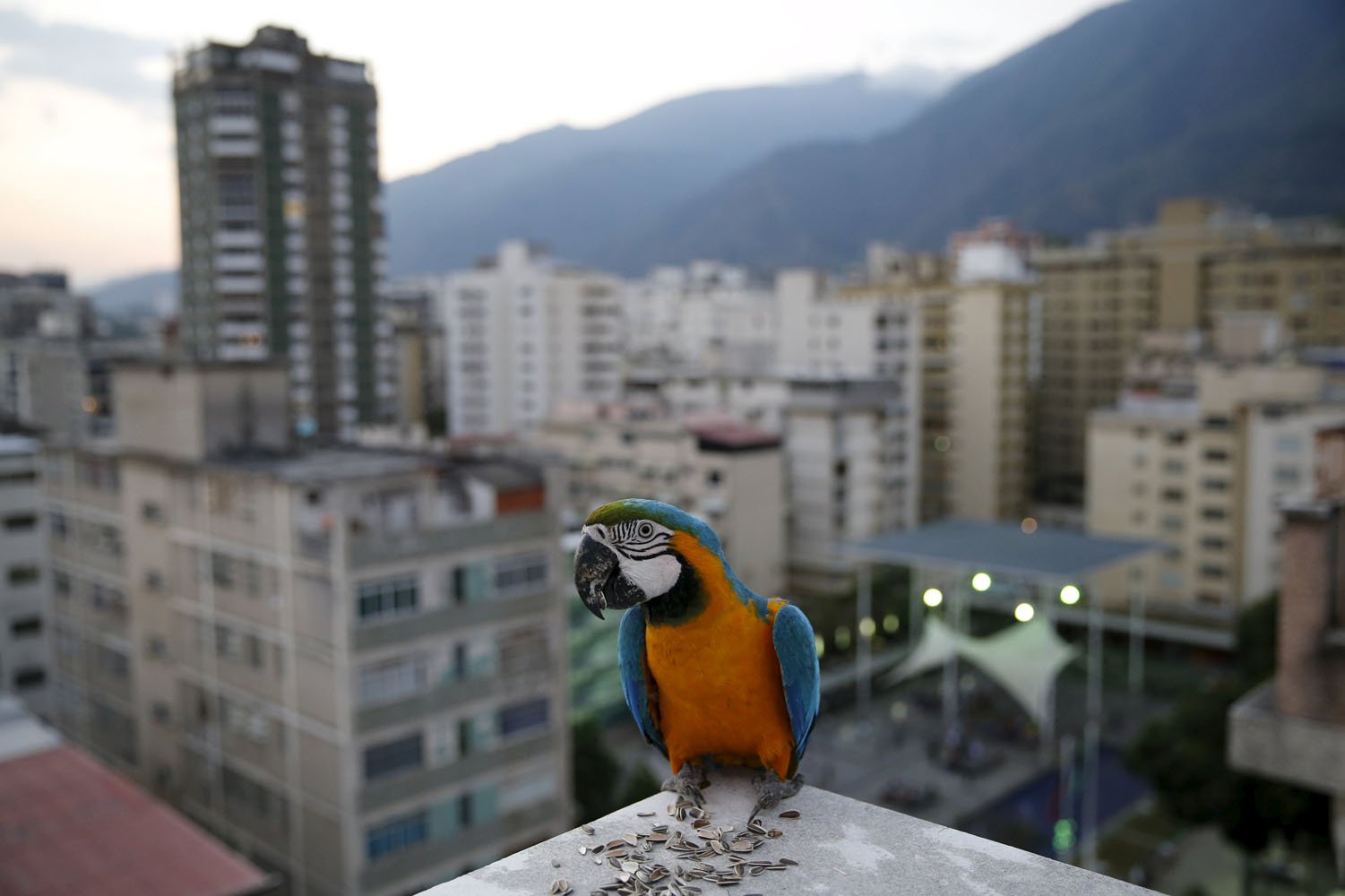 Conoce al “Encantador de Guacamayas” (Video + Es venezolano)