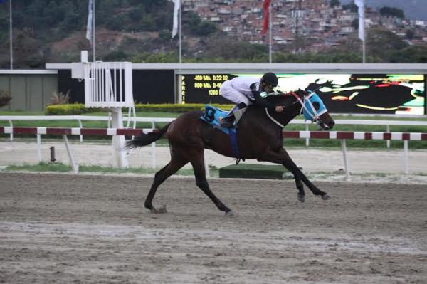 Z Humor, padrillo de Alejandro Ceballos Jiménez, comienza a destacar en La Rinconada