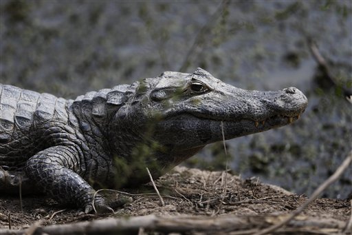 (AP Foto/Jorge Saenz)