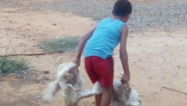 Saquearon una granja de pollos en Mara estado Zulia