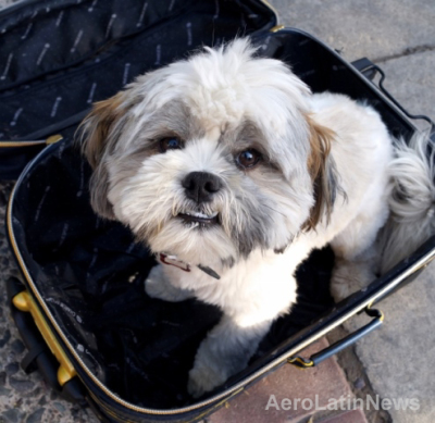 Ahora tus mascotas también pueden viajar en avión