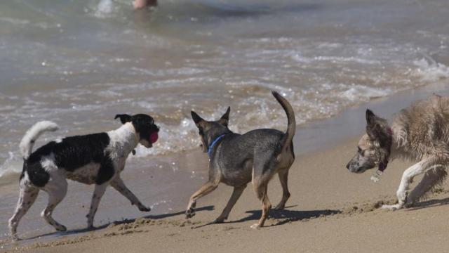 Unos perros juegan en la orilla de la playa de Levante de la ciudad de Barcelona, que estrena su primera playa para perros durante el verano. Foto: EFE