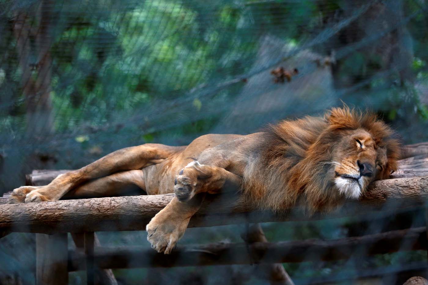 El hambre también se instaura en los zoológicos del país