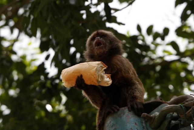 En la miagen, un mono se come un sandwich en el zoológico local de Caracas, Venezuela. 12 julio 2016. Cuando empezó a escasear la comida en el zoológico público de Caricuao, el más grande de la capital de Venezuela, los trabajadores tuvieron que complementar las dietas con mangos y calabazas para saciar a leones, tigres y hasta a un elefante. REUTERS/Carlos Jasso