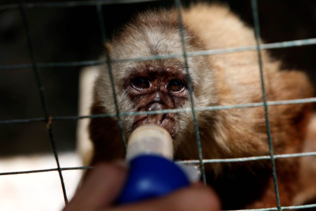 Zoologicos-Venezuela (6)