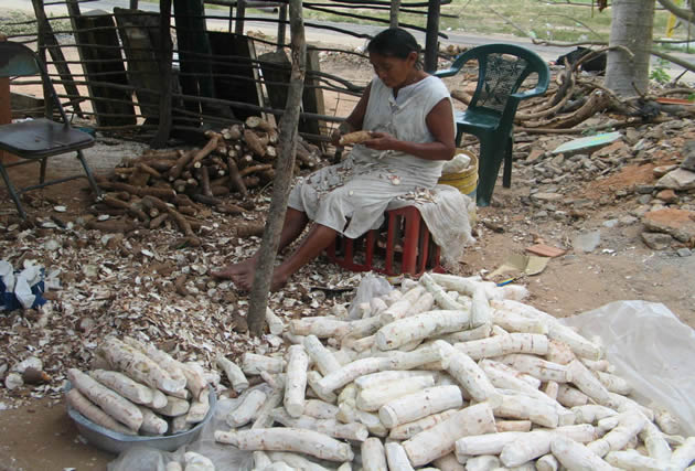 Van tres muertos en Monagas por consumir yuca amarga