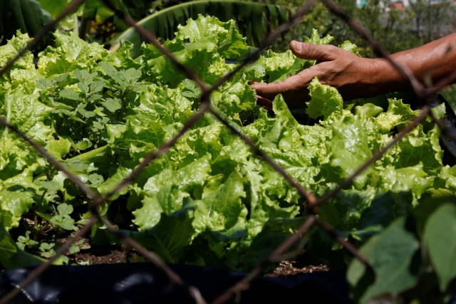 2016-08-04T143630Z_219327085_S1BETTNBQSAA_RTRMADP_3_VENEZUELA-AGRICULTURE