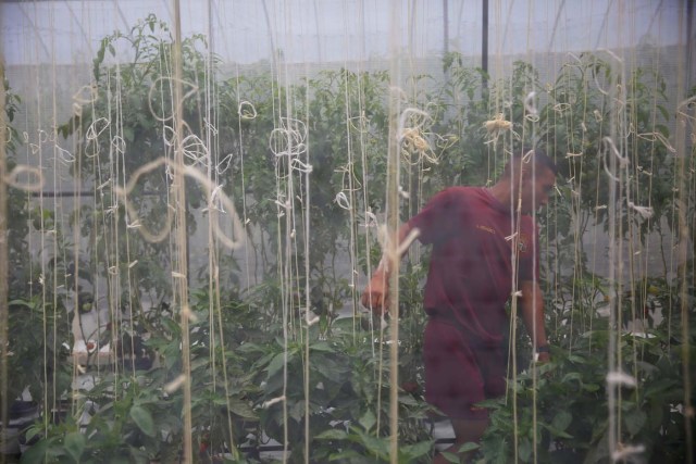 2016-08-04T143706Z_1466452637_S1BETTNBSCAA_RTRMADP_3_VENEZUELA-AGRICULTURE