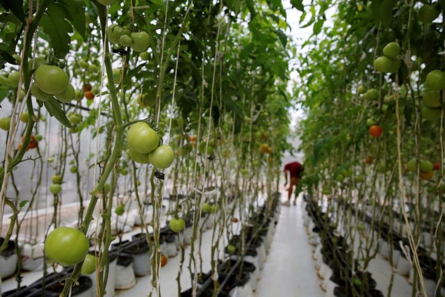 2016-08-04T143716Z_360346688_S1BETTNBSMAA_RTRMADP_3_VENEZUELA-AGRICULTURE