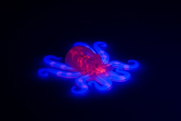 Esta imagen provista por Ryan Truby, Michael Wehner y Lori Sanders, de la Universidad de Harvard, muestra el Octobot, un robot autónomo completamente suave que es el primero de su tipo en el mundo. AP