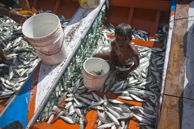 En esta imagen, tomada el 12 de septiembre de 2016, un niño ayuda en un barco cargado de sardinas capturadas por pescadores a su regreso a tierra para venderlas, en Porlamar, en la isla de Margarita, Venezuela. Venezuela, azotada por una profunda crisis económica, da un lavado de cara de última hora a la comunidad isleña mientras el gobierno se prepara para recibir a líderes de países en desarrollo para una cumbre del Movimiento de Países no Alineados. (AP Foto/Ariana Cubillos)