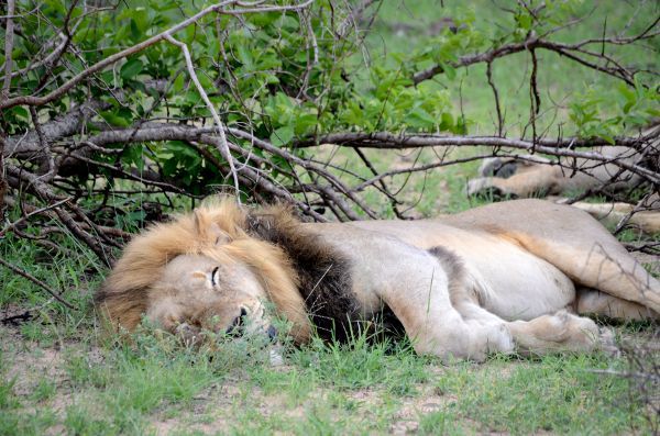 VIDEO: Así es como el “Rey de la Selva” cae literalmente abatido por tres cazadores